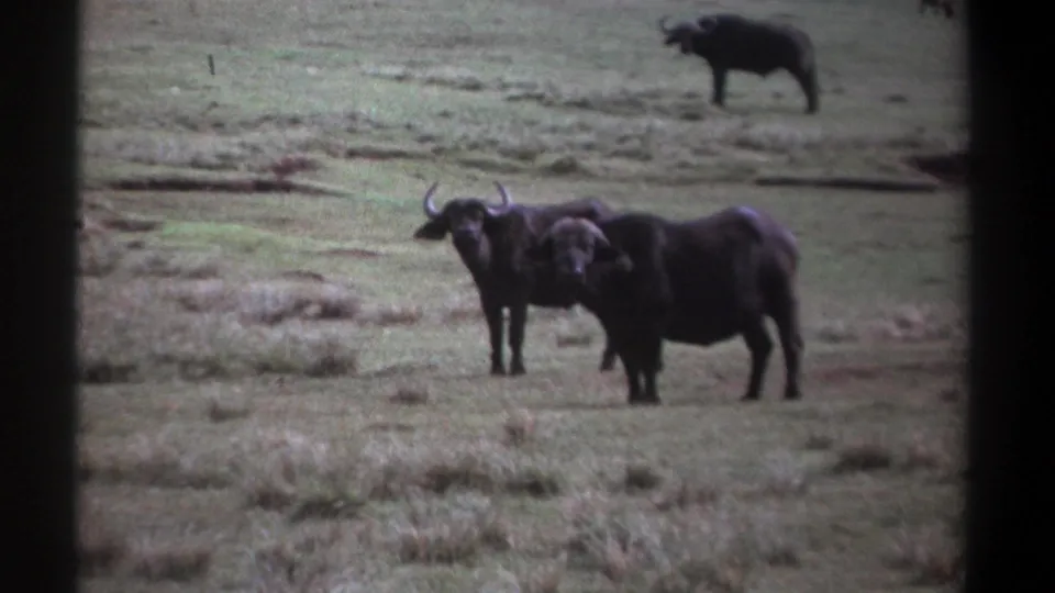 1969 Kenya 8mm frame showing two African buffalo in soft-focus grassland, with a darker grazing animal visible farther back.