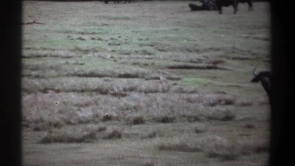 1969 Kenya 8mm frame where the camera has shifted across savanna grassland, leaving part of a buffalo visible at the right edge.