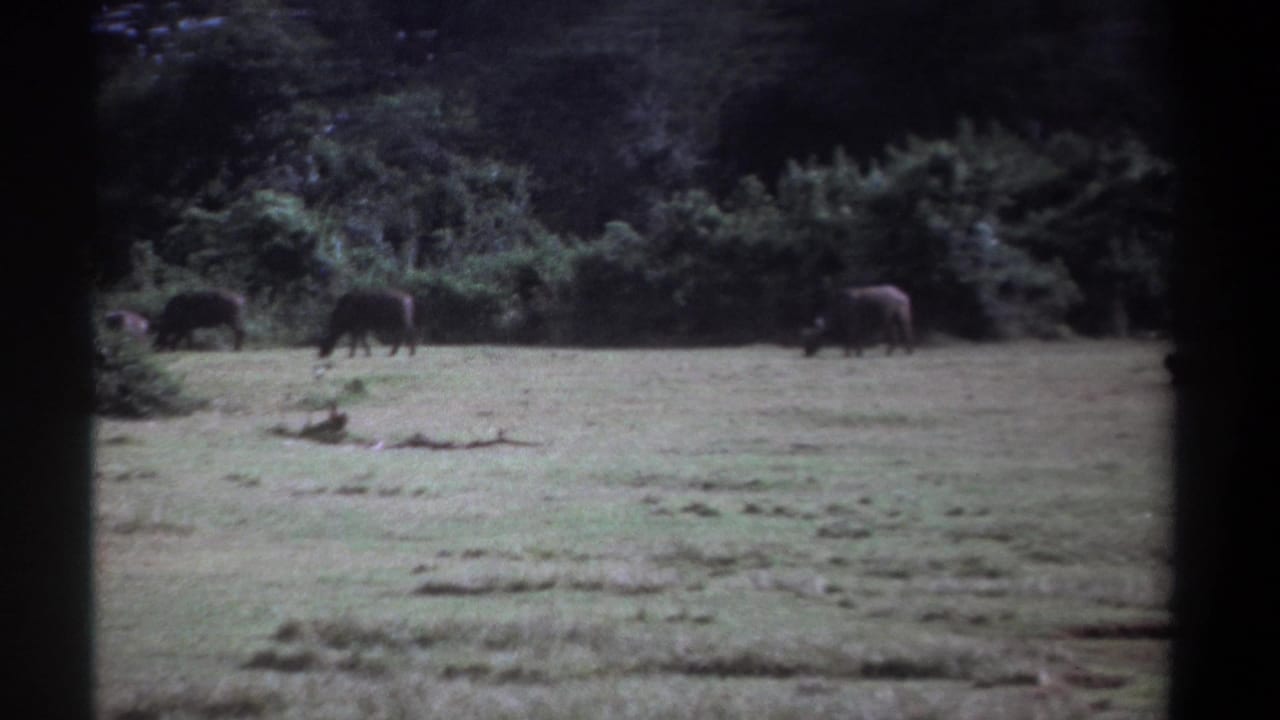 1969 Kenya 8mm frame with several water buffalo grazing across a field backed by dense forest.