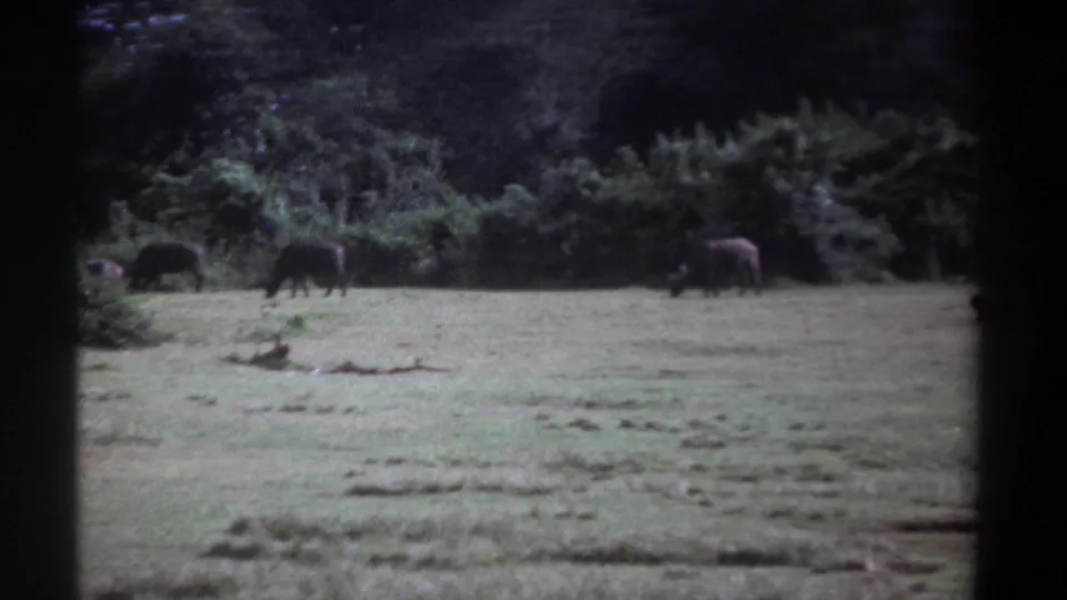 1969 Kenya 8mm frame with several water buffalo grazing across a field backed by dense forest.