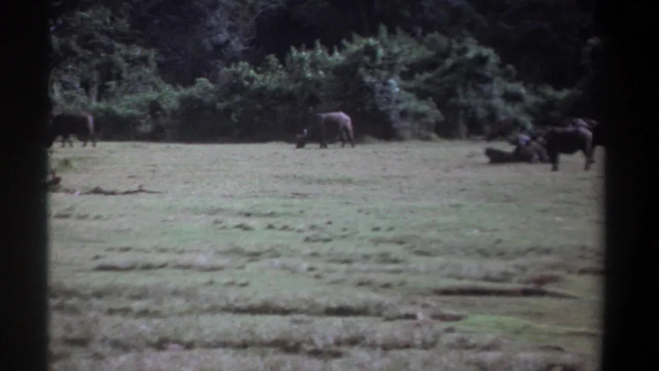 1969 Kenya 8mm frame showing water buffalo spread across a grassy clearing before dense vegetation.