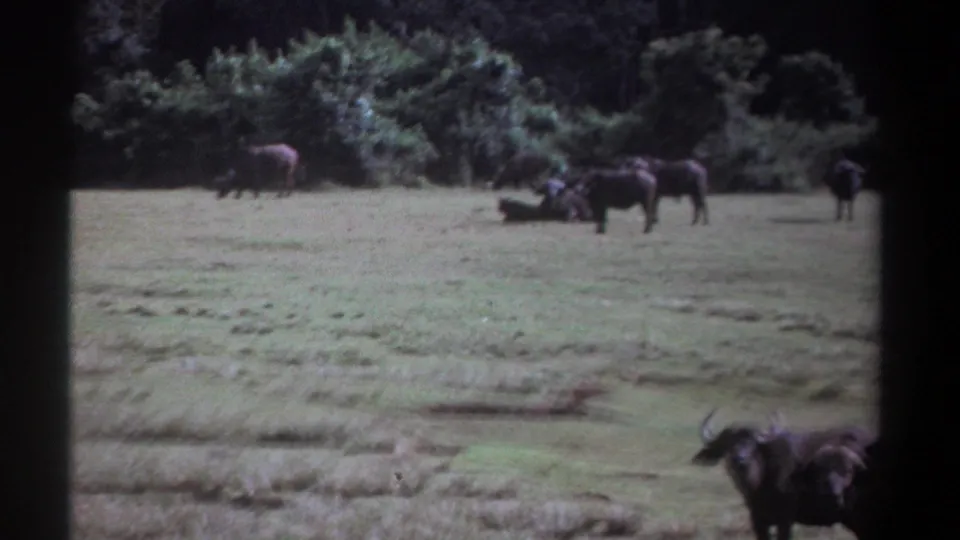1969 Kenya 8mm frame with buffalo in a grass field and one horned animal partially cropped in the foreground.