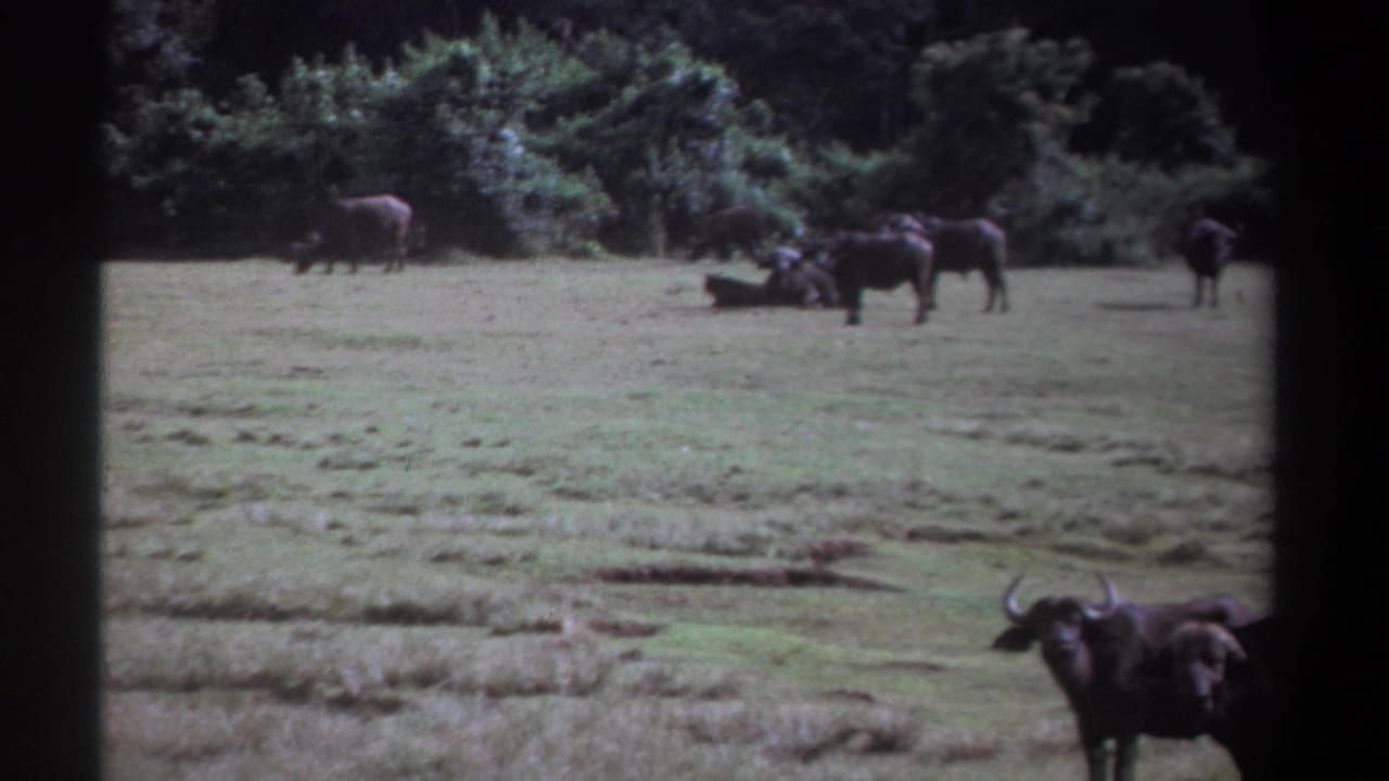 1969 Kenya 8mm frame showing African buffalo grazing and standing across open grassland near a tree line.