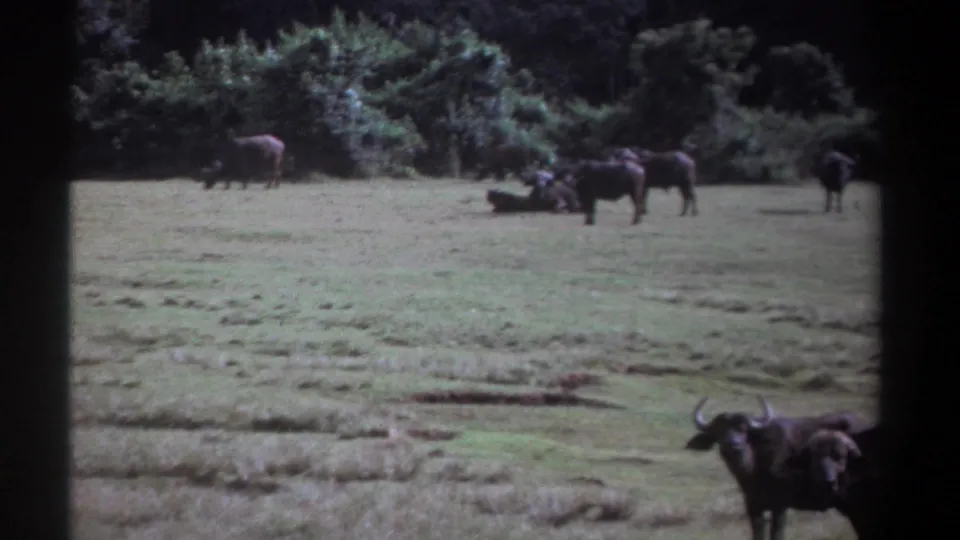 1969 Kenya 8mm frame showing African buffalo grazing and standing across open grassland near a tree line.