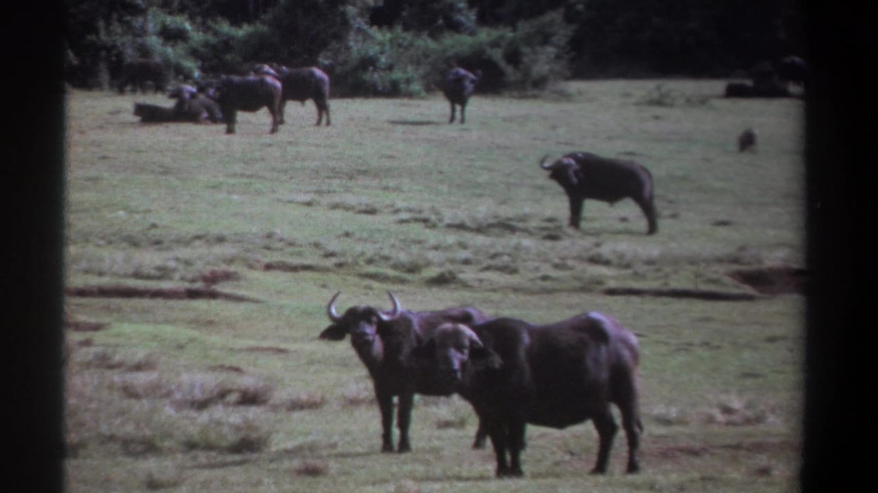 Several buffalo stand on a grassy plain, with two animals closer to the camera.