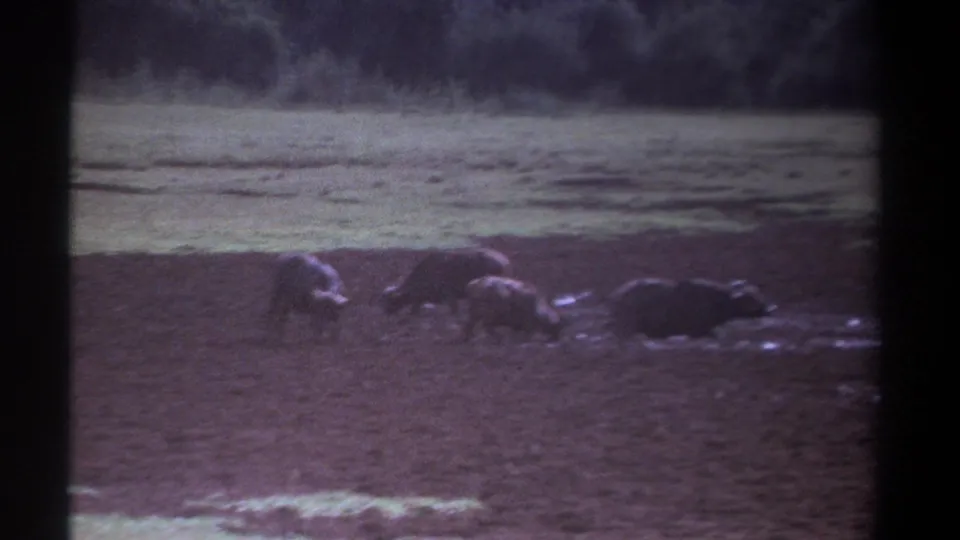 1969 Kenya 8mm frame showing buffalo grouped near muddy ground, with open grass and trees beyond.