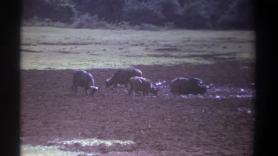 1969 Kenya 8mm frame showing buffalo around a muddy patch on open grassland, seen from a distant home-movie viewpoint.