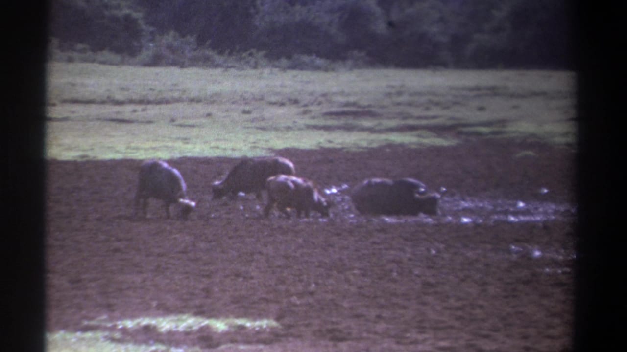 1969 Kenya 8mm frame showing cattle-like animals, including a smaller animal, grazing and wallowing in mud near grass and a tree line.