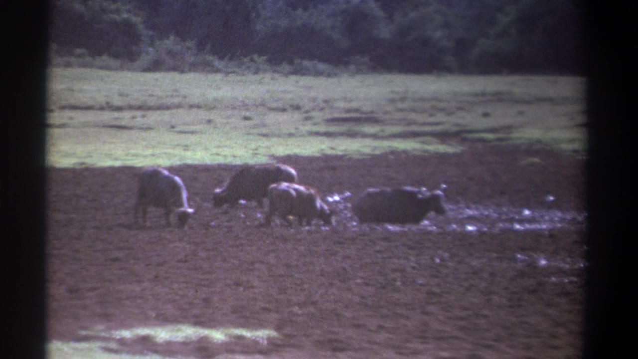 A small group of cattle-like animals stands and lies in mud near a grassy area and distant trees.