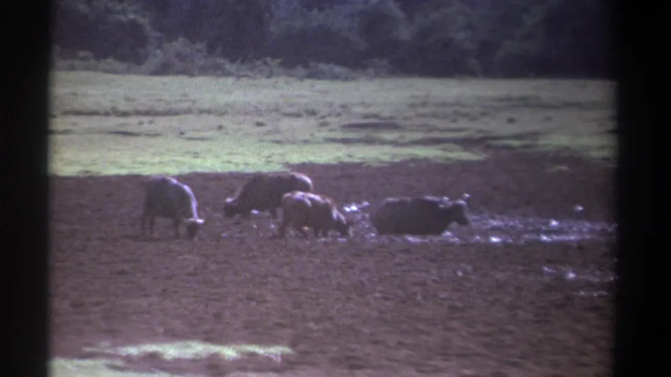 1969 Kenya 8mm frame of several cattle-like animals grazing and resting in a muddy open field below a green tree line.