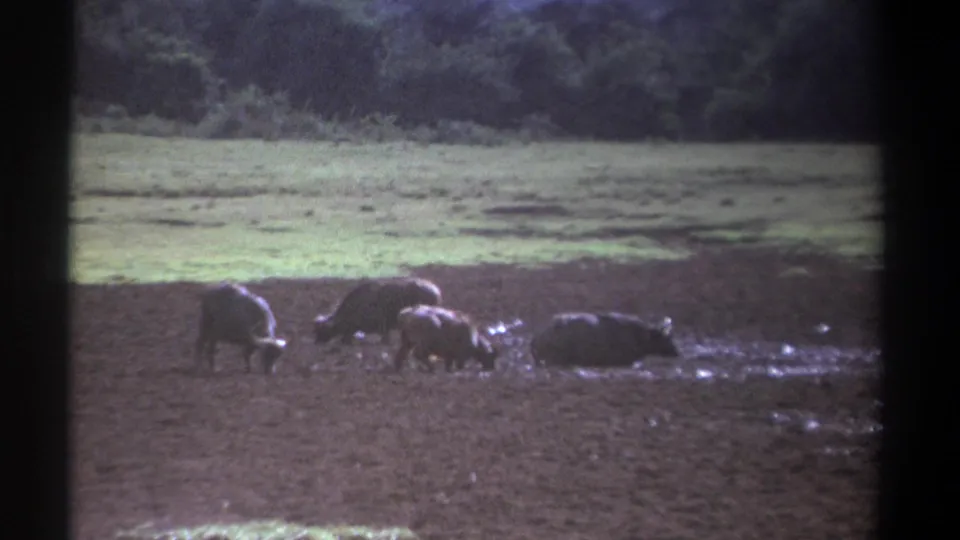 1969 Kenya 8mm frame showing dark cattle-like animals in a muddy rural field, with pale grass and trees in the background.