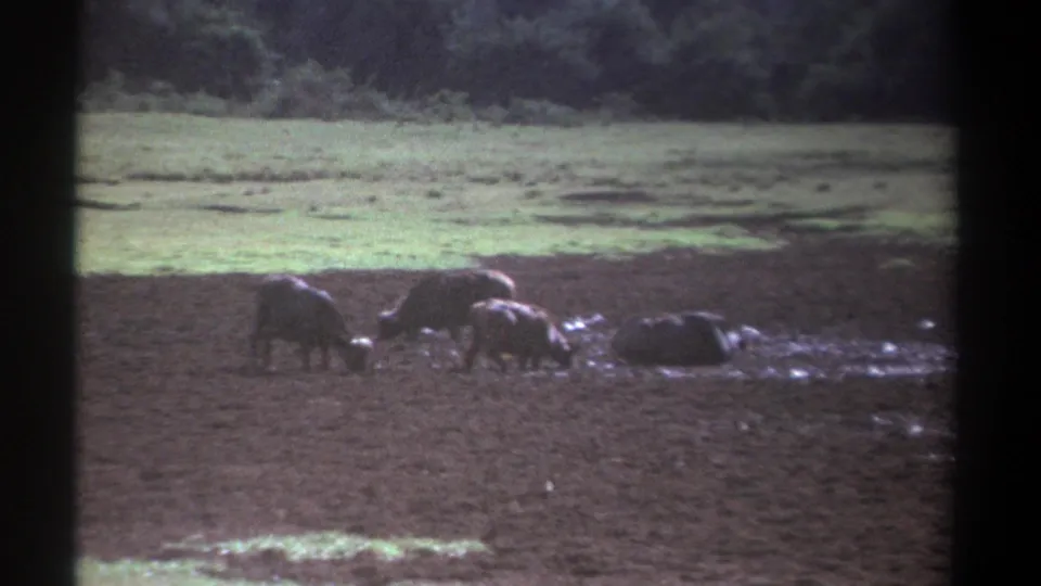 1969 Kenya 8mm frame of animals clustered around muddy ground, with a resting animal to the right and a rural tree line beyond.