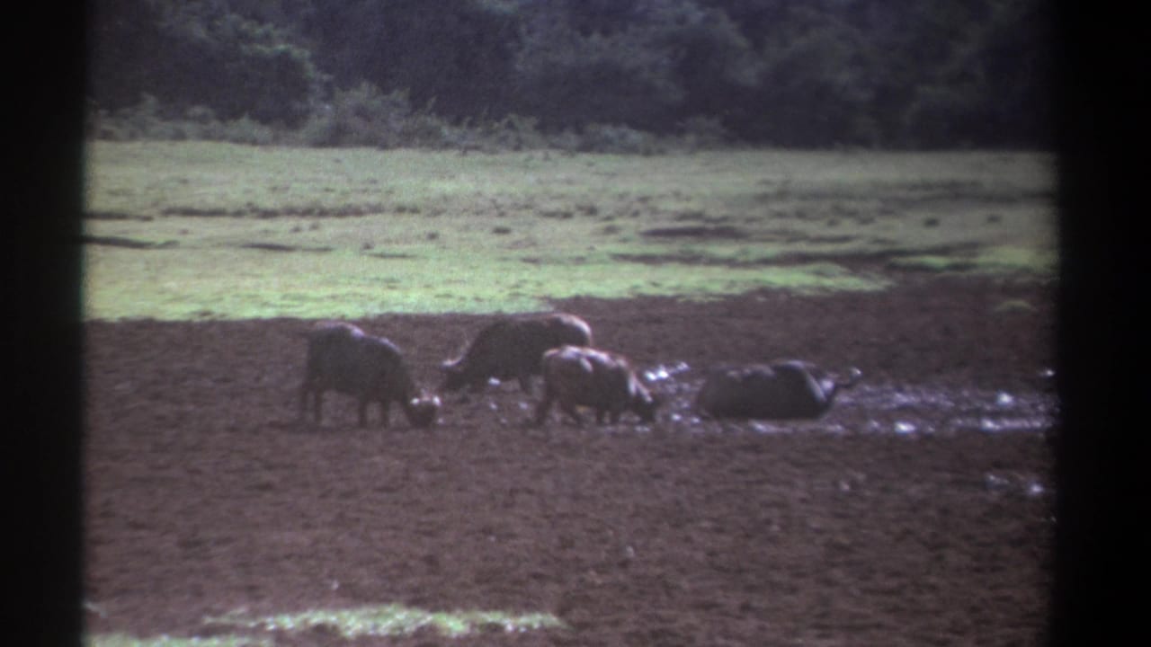 1969 Kenya 8mm frame showing dark buffaloes feeding and resting in wet mud below a green field and tree line.