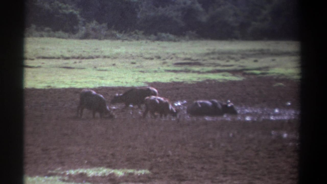Buffaloes gathered in wet mud, with one animal lying low near a puddle.