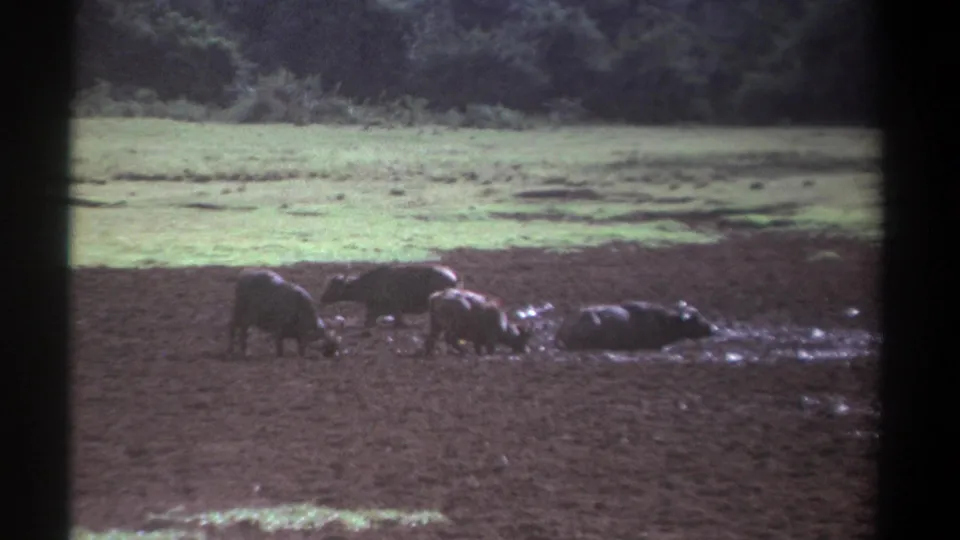 1969 Kenya 8mm frame showing buffaloes wallowing and grazing in churned mud, filmed from a distant home-movie viewpoint.
