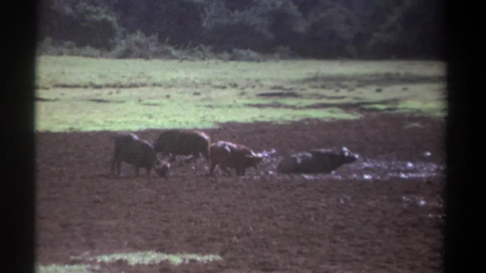1969 Kenya 8mm frame of several buffaloes in wet mud, seen across an open grassy landscape with trees beyond.