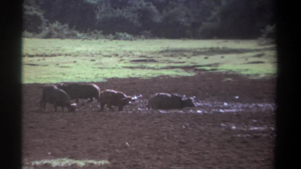 Vintage 8mm Kenya frame showing buffalo moving through mud, framed by pasture and dense trees.