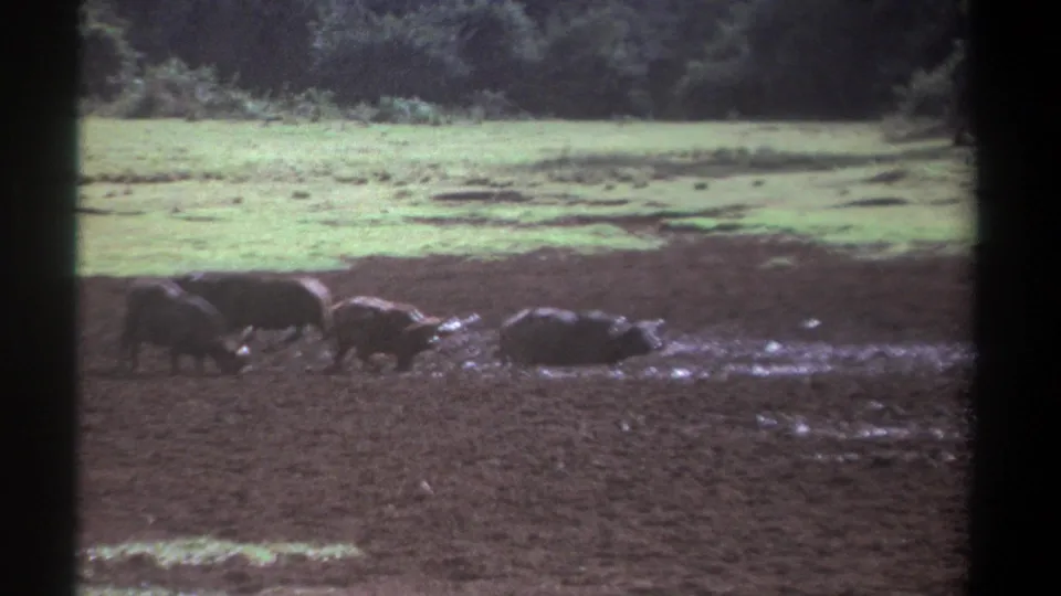 1969 Kenya 8mm still with buffalo in a muddy area, one lying low while others stand nearby.