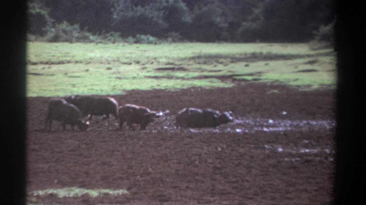 1969 Kenya 8mm frame showing several buffalo in muddy ground before a green pasture and dense trees.