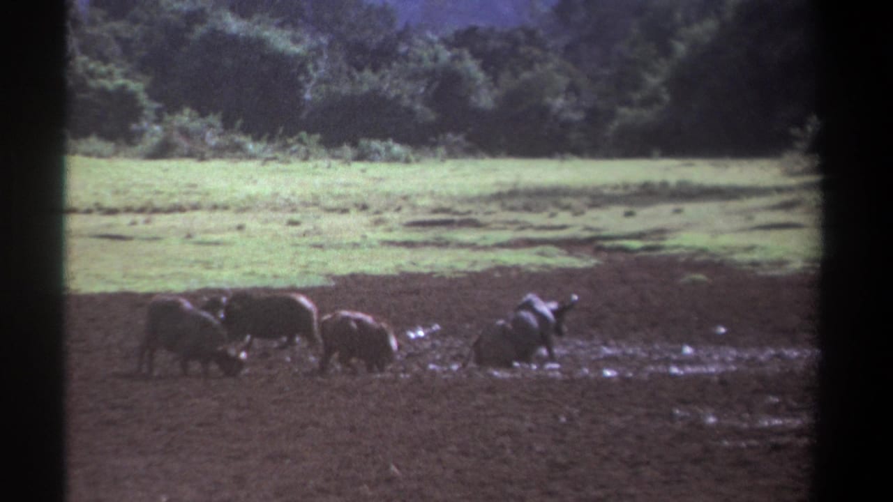 Several buffalo gathered in mud near a grassy area and tree line.