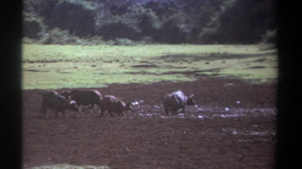 1969 Kenya 8mm frame showing buffalo spread across a muddy field, with pasture and trees beyond.