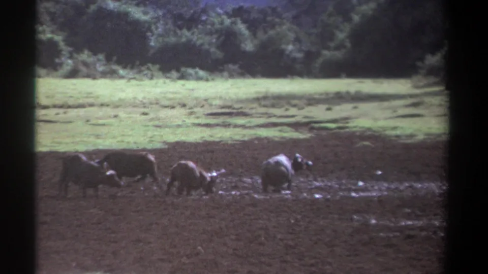 1969 Kenya home-movie frame of buffalo wading in mud across an open field under soft daylight.