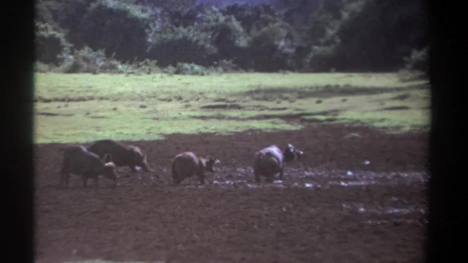 1969 Kenya 8mm frame showing buffalo foraging across dark mud, with pale green pasture and dense trees in the background.