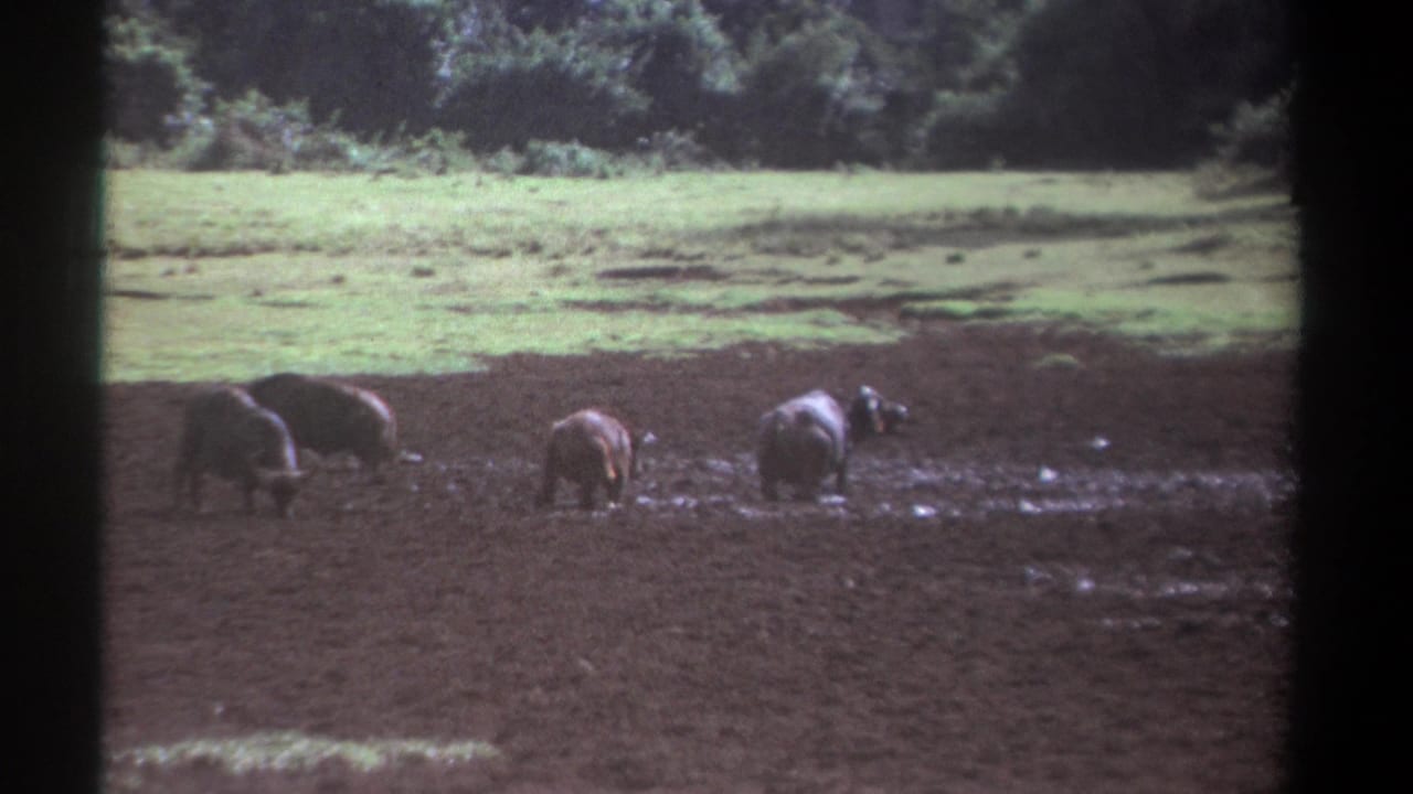 1969 Kenya 8mm frame with a small group of buffalo spread across wet, dark ground beneath a green pasture and wooded edge.