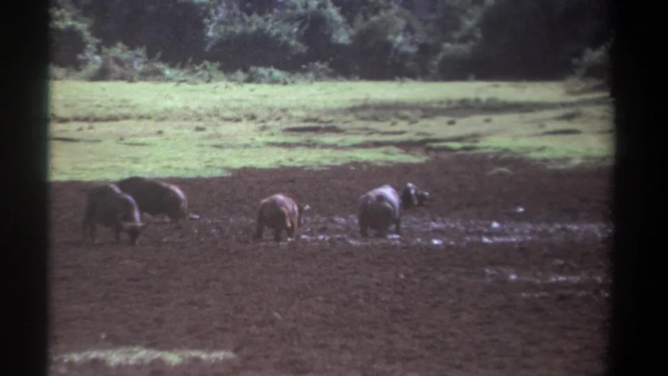 1969 Kenya 8mm frame with a small group of buffalo spread across wet, dark ground beneath a green pasture and wooded edge.