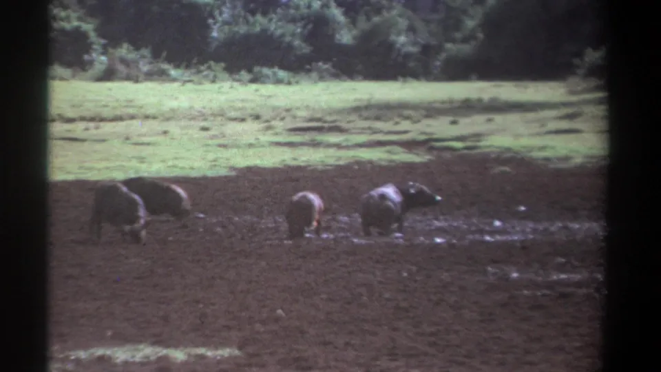 1969 Kenya 8mm frame showing buffalo near the lower edge of the shot, grazing in mud below pasture and a distant tree line.