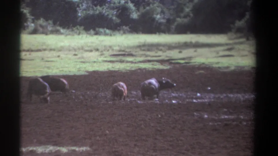 1969 Kenya 8mm frame of buffalo foraging in a muddy open area, with a bright green pasture strip and dense trees behind them.