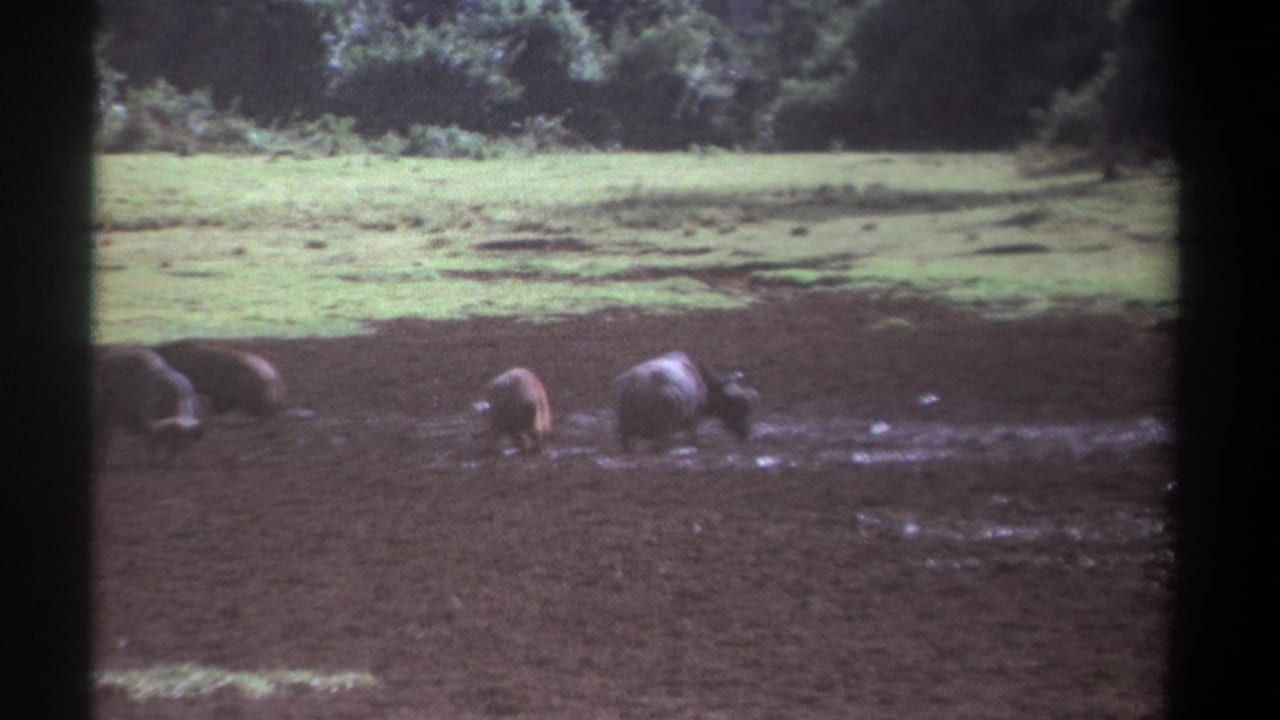 1969 Kenya 8mm frame showing large bovines spread across mud and shallow water with trees beyond the pasture.