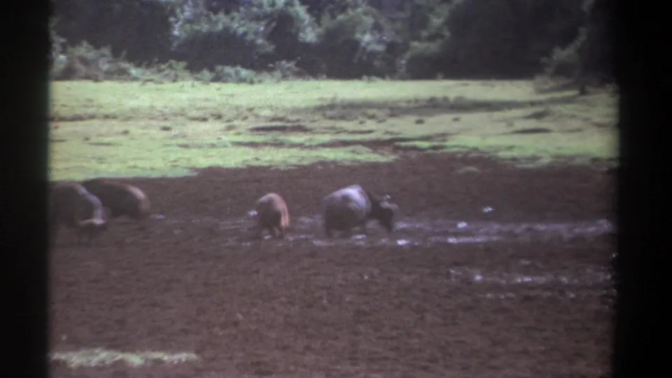 1969 Kenya 8mm frame showing large bovines spread across mud and shallow water with trees beyond the pasture.