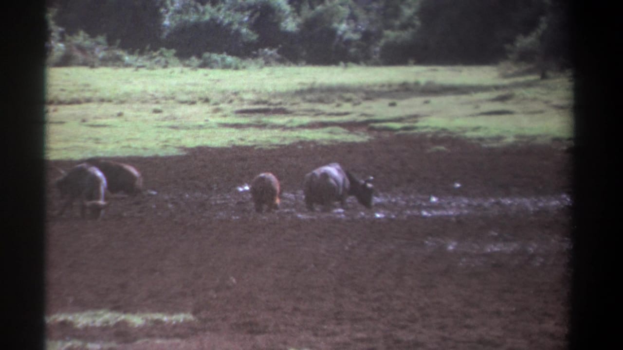 Several large animals forage in wet mud with green grass and trees behind them.