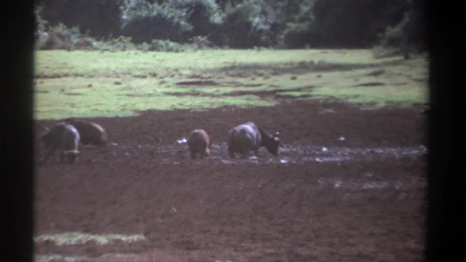 1969 Kenya home-movie frame with large bovines moving slowly through a muddy, waterlogged grazing area.