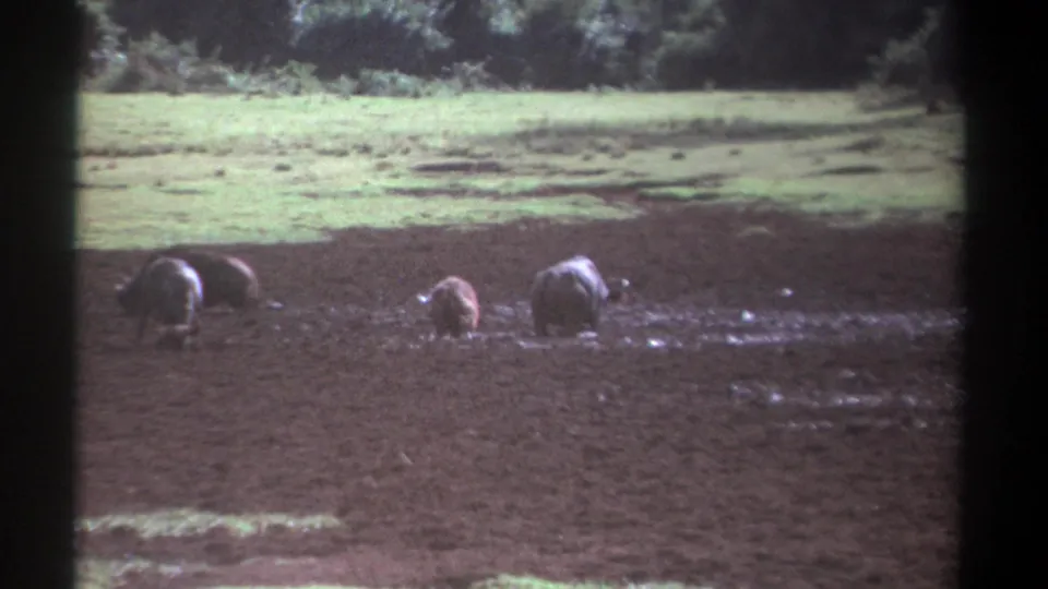 1969 Kenya 8mm frame showing a small group of large bovines in a muddy field with wooded background.