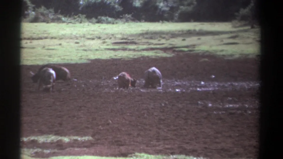 1969 Kenya home-movie frame with large bovines in wet mud, bordered by open green pasture and trees.