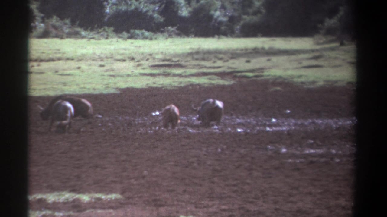 A soft 8mm Kenya frame from 1969 shows three wild animals spread across muddy ground below a pale grassy area and trees.