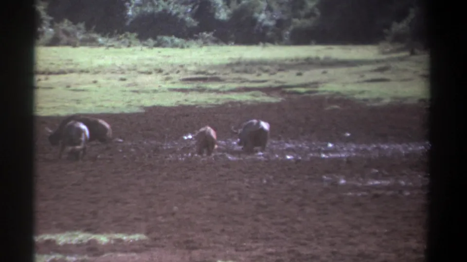 A soft 8mm Kenya frame from 1969 shows three wild animals spread across muddy ground below a pale grassy area and trees.