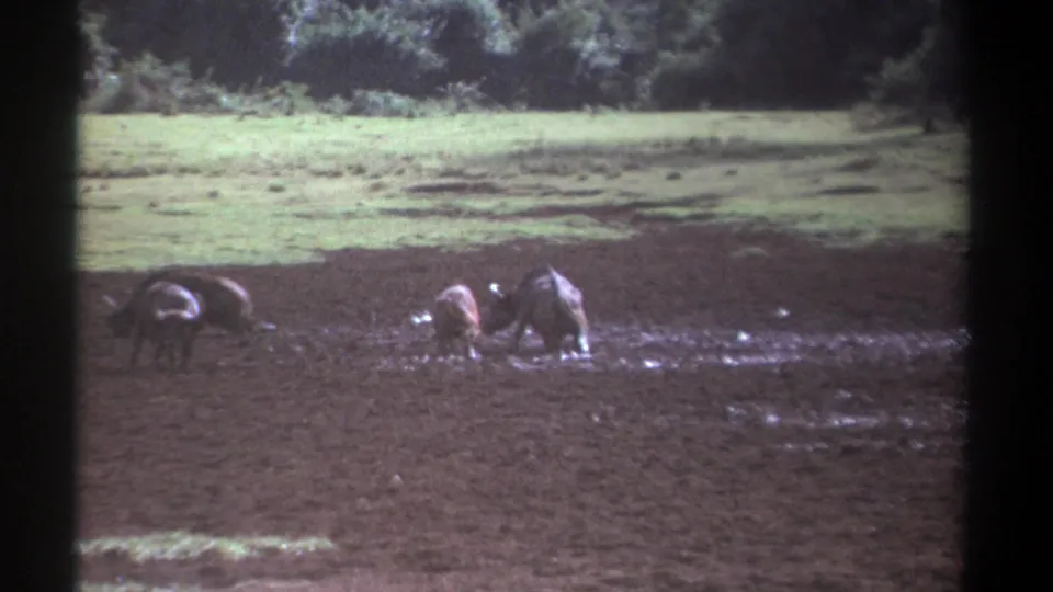 Wild animals in 1969 Kenya appear to feed or search the mud, filmed at distance with grainy 8mm texture and dark frame edges.