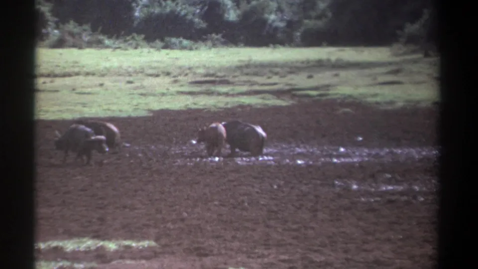 The final 1969 Kenya frame shows two wild animals foraging in a muddy open area, with soft color and visible 8mm frame borders.