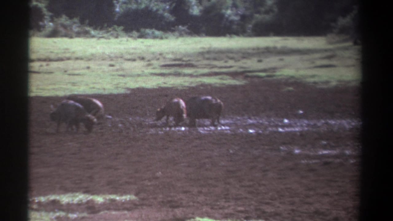 1969 Kenya 8mm frame showing several buffalo in muddy water with pale grassland and dense trees behind them.