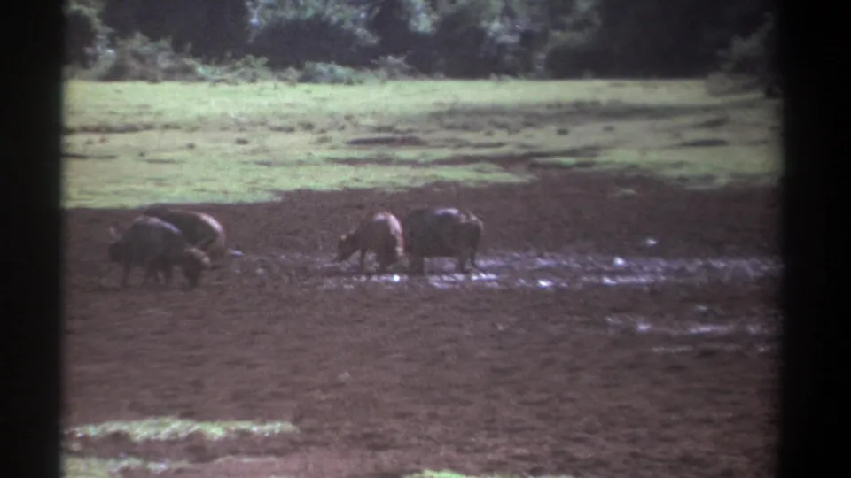 1969 Kenya 8mm frame showing several buffalo in muddy water with pale grassland and dense trees behind them.