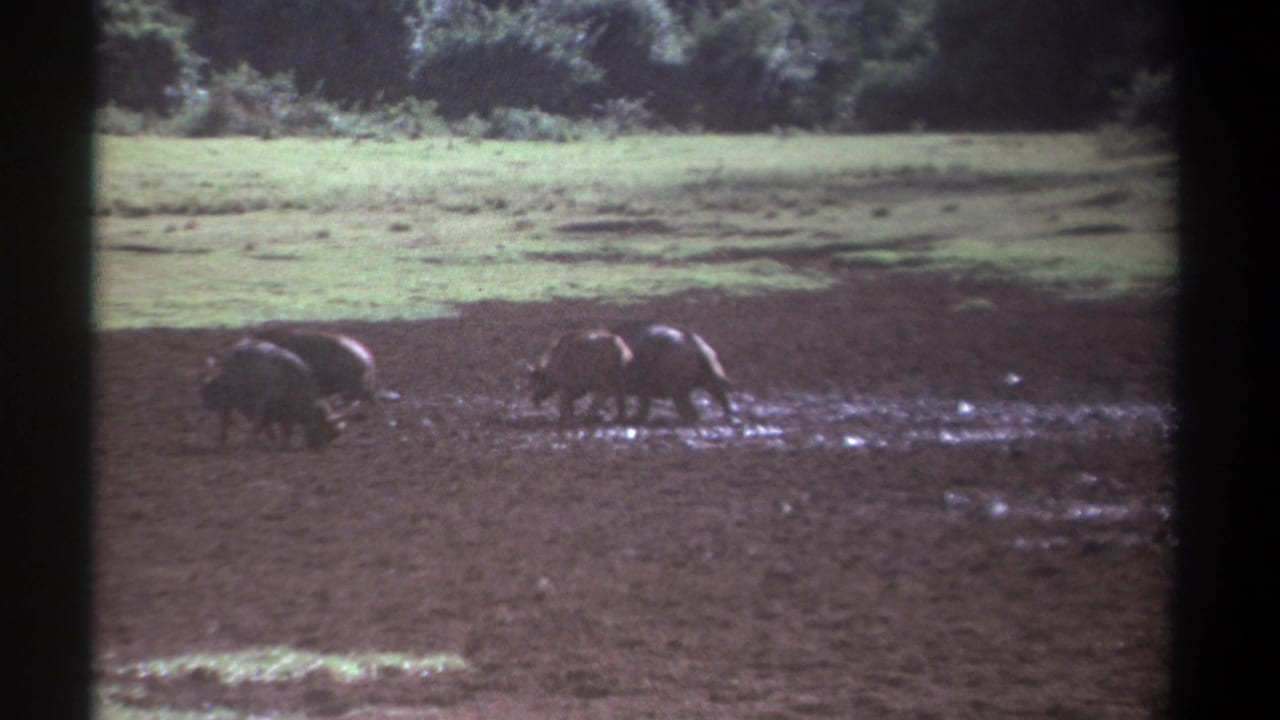 A distant 1969 Kenya home-movie view of buffalo crossing muddy ground near a grassy field and tree line.