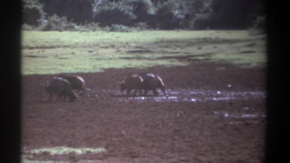 A distant 1969 Kenya home-movie view of buffalo crossing muddy ground near a grassy field and tree line.