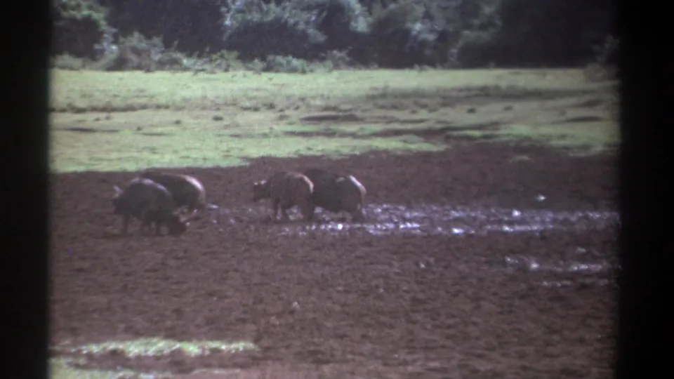 1969 Kenya 8mm frame with buffalo clustered at a muddy waterhole, framed by grass and a dark tree line.