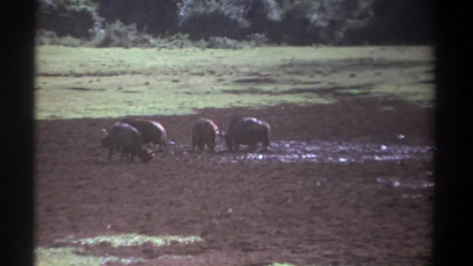A soft 8mm Kenya wildlife frame from 1969 showing buffalo wading through wet mud below a grassy field and trees.