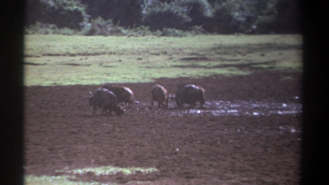 1969 Kenya 8mm frame showing several African buffalo moving through wet mud near open grassland.
