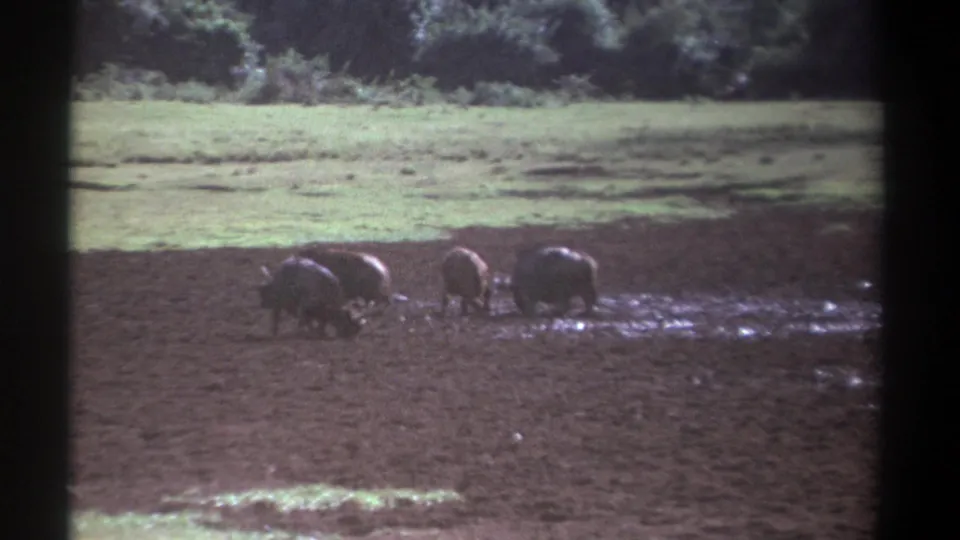 1969 Kenya 8mm frame showing several African buffalo moving through wet mud near open grassland.
