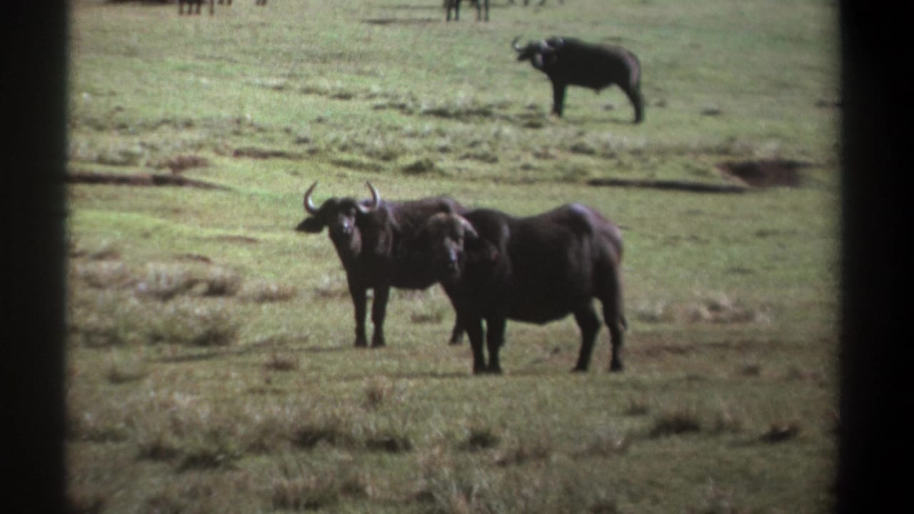 1969 Kenya 8mm frame of African buffalo standing alert in grassland, with another buffalo farther back.
